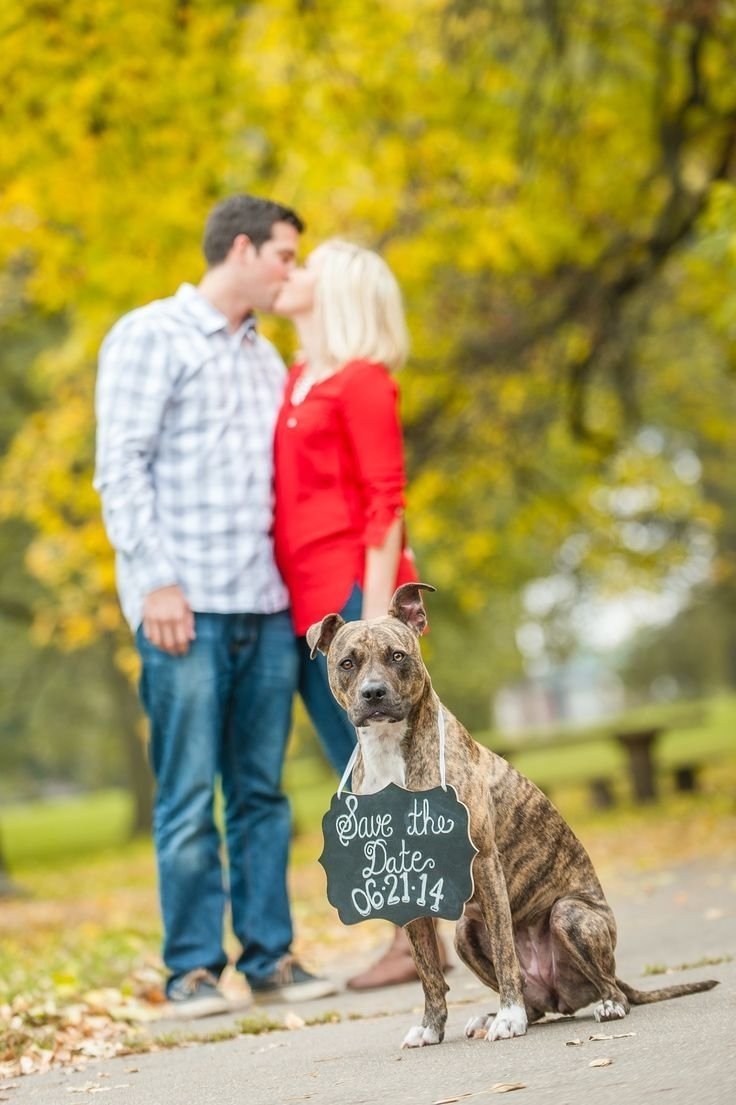 10 Nice Save The Date Ideas With Dogs 2022