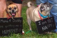 50 adorable dogs who shared their family's pregnancy news in the