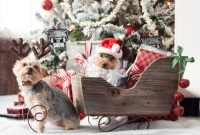 a very yorkie christmas - the lilypad cottage