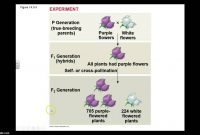 ch. 14 mendel and the gene idea part i - youtube