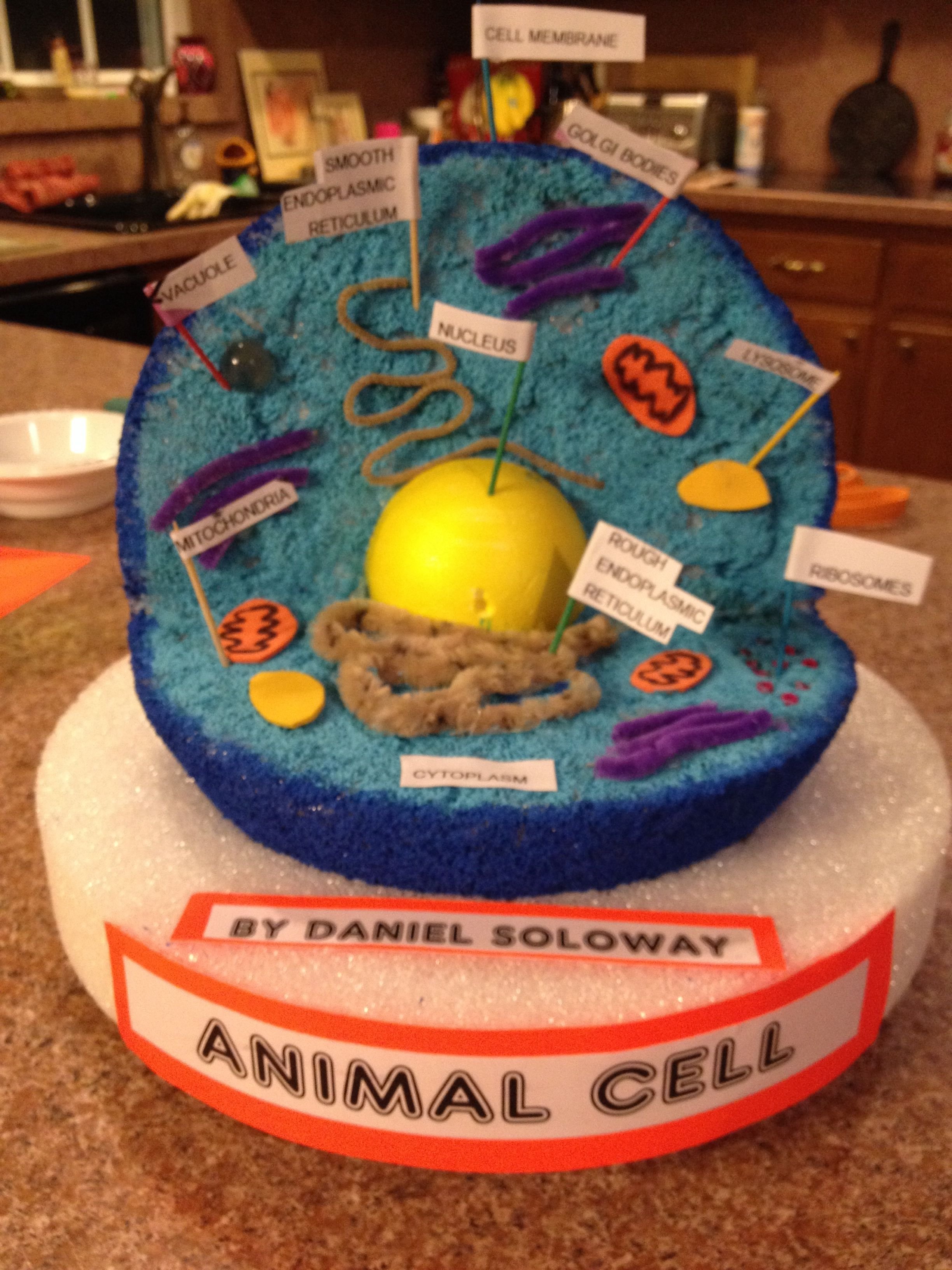 10 Trendy 3D Animal Cell Model Project Ideas 2021