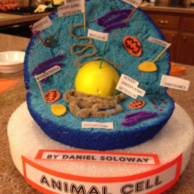 10 Beautiful Plant Cell Project Ideas For Kids 2023