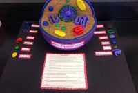 marc's | 3-d cell models for animal n plant cells | pinterest | cell