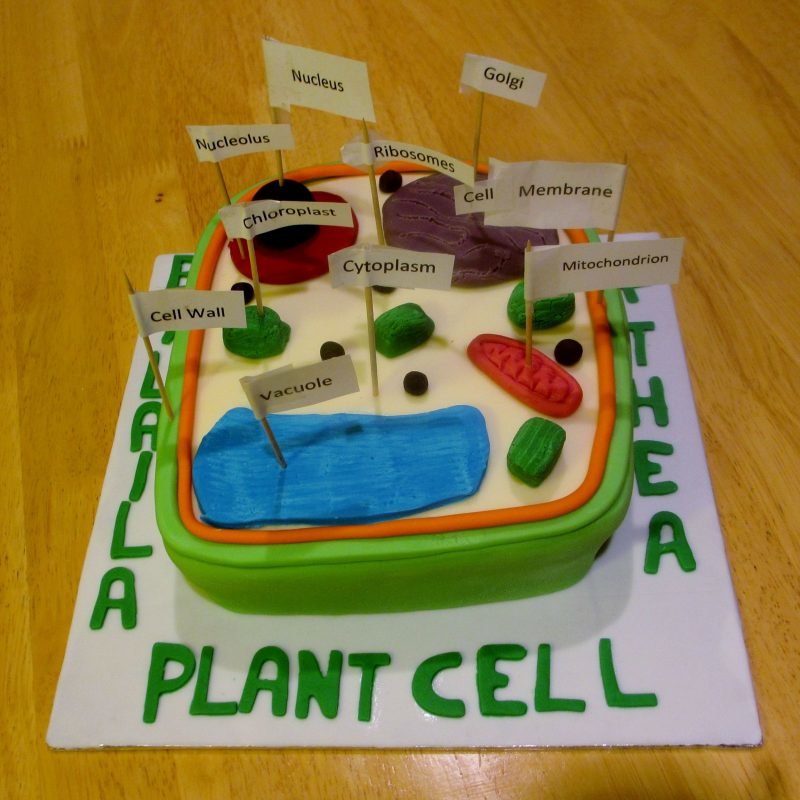 10 Elegant Plant Cell Model Project Ideas 2024