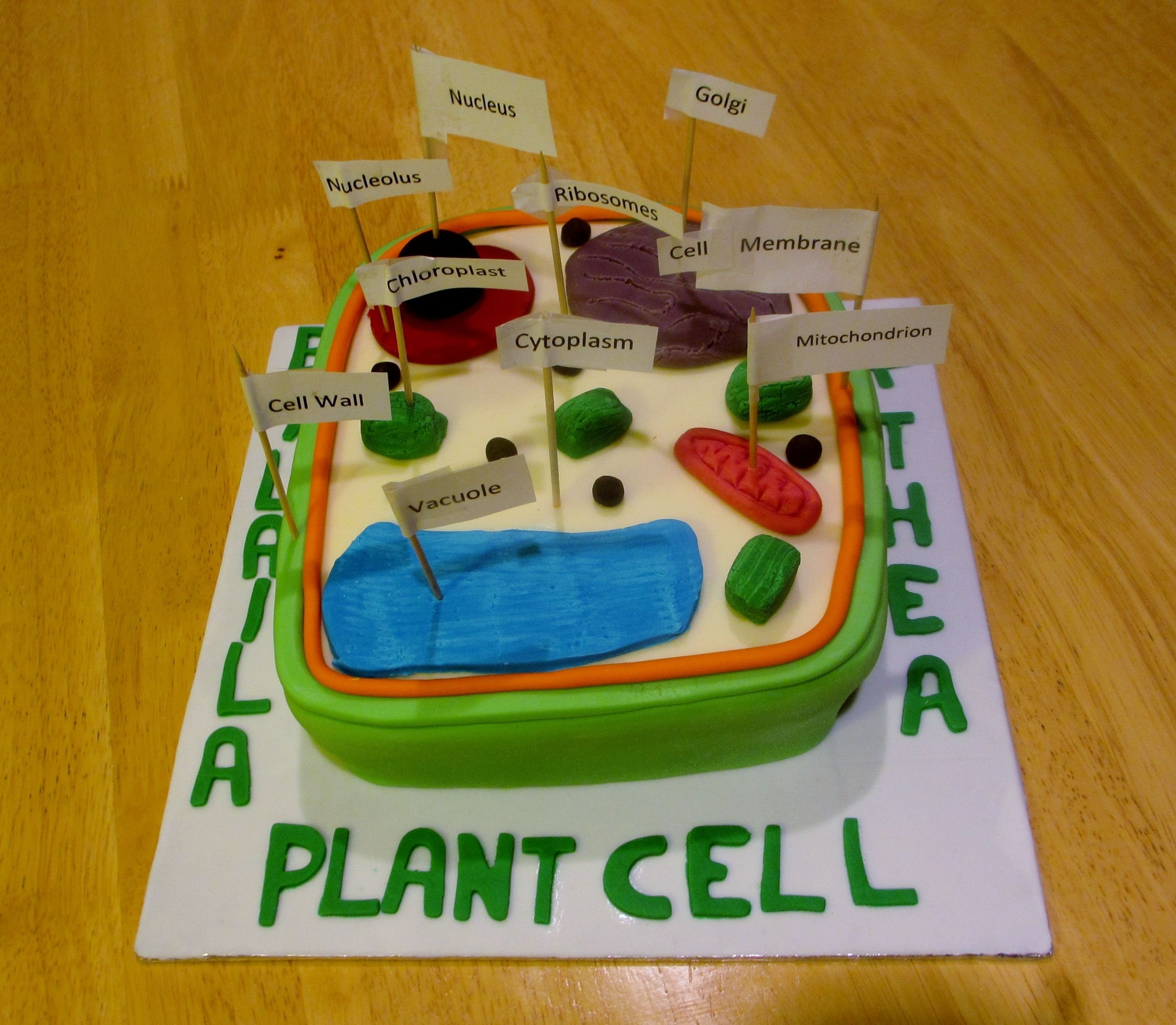 10 Cute Biology Project Ideas For High School 2024